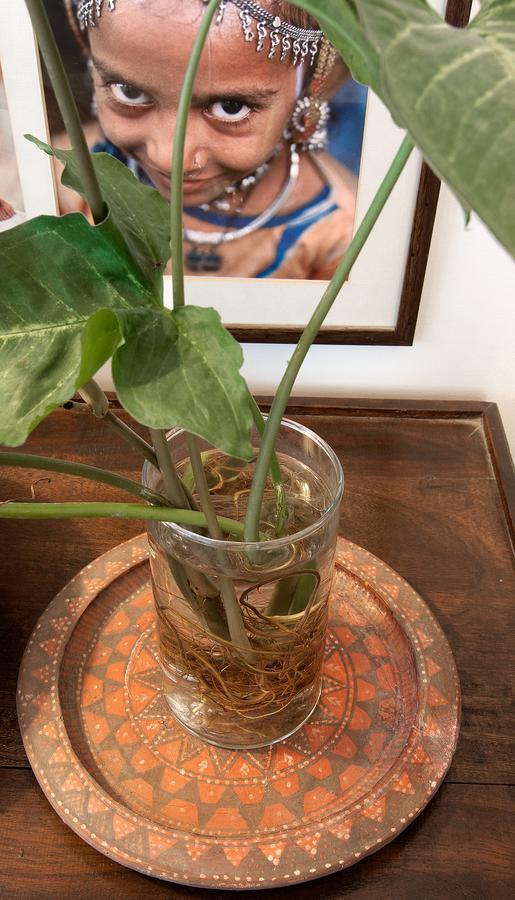 Haveli Hauz Khas Bed & Breakfast New Delhi Luaran gambar